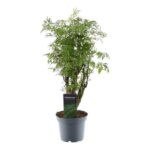 Potted decorative shrub with feathery green leaves in a gray plastic pot, labeled plant tag visible.