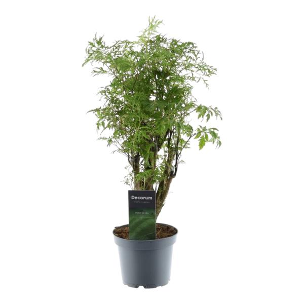 Potted decorative shrub with feathery green leaves in a gray plastic pot, labeled plant tag visible.