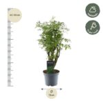 Decorative potted plant about 40–50 cm tall in a gray pot; 12 cm pot diameter, suited for half-shade with weekly watering.