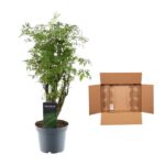 Decorative potted leafy plant with a Decorum tag beside an open brown shipping box on a white background.