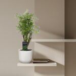 Green leafy plant in a white ribbed pot on a white floating shelf against a beige wall with a few books nearby.