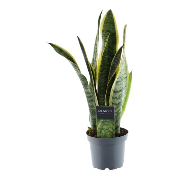 Snake plant (Sansevieria) in a gray pot with a decorative tag attached to the pot.