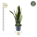 Snake plant (Sansevieria) in a gray pot with a care tag, height 40–50 cm indicated on the side, and a 12 cm pot diameter; half-shade icon in the corner.