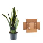 Snake plant in a gray pot placed beside an open cardboard shipping box.