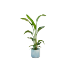 Tall green houseplant with broad leaves in a light blue ceramic pot.