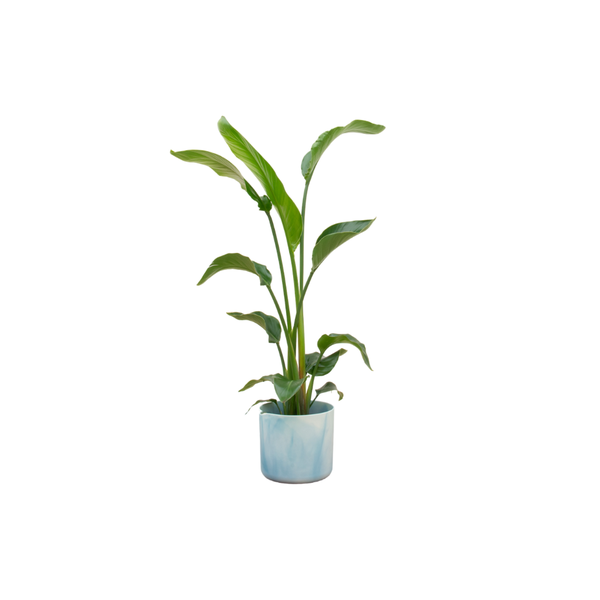 Tall green houseplant with broad leaves in a light blue ceramic pot.