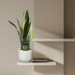 Snake plant in a white ribbed pot on a beige wall shelf with a few books nearby.