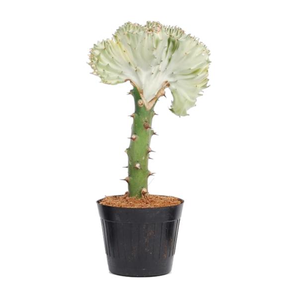 Tall cactus with a pale, frilly top growing from a small black pot, spiny green stem and sandy soil visible in the pot.