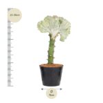 Potted succulent with a tall green stem and a pale, ruffled fan-shaped top; height 25–35 cm, pot diameter about 11 cm.