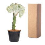 Crested cactus in a black pot placed beside a tall cardboard shipping box.