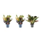 Three potted plants in a row on a white background: two colorful crotons in blue pots and a rubber plant in a gray pot.