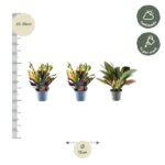 Three potted croton plants arranged in a row with a vertical height scale showing 25–35 cm; bottom circle shows 12 cm pot diameter; care icons indicate half shade and weekly watering.
