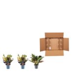 Three potted plants placed on a white background with an open cardboard shipping box nearby, suggesting packing plants for shipment or transport.