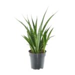 Green snake plant in a gray plastic pot on a white background