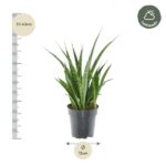 Snake plant in a black pot with a left vertical ruler showing 33–43 cm height and a bottom marker indicating 12 cm width; halfshade badge in the top-right corner.