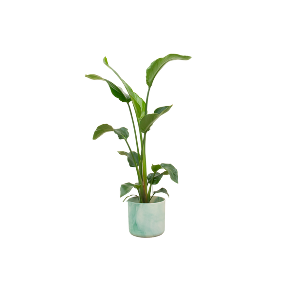 Tall leafy green plant in a light blue ceramic pot, isolated on white background.
