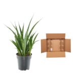 Tall green snake plant in a black plastic pot beside an open, empty brown cardboard box on a white background
