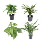 Four potted houseplants on a white background: Monstera with split leaves (top left), Dieffenbachia (dumb cane) with variegated leaves (top right), variegated pothos (bottom left), and a corn plant/Dracaena with long, slender leaves (bottom right).