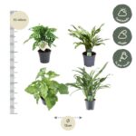 Group of four small potted plants arranged with a left vertical ruler and a 12 cm pot diameter label below; right-side icons show half‑shade light and weekly watering.