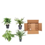 Four potted houseplants arranged around an open cardboard shipping box.