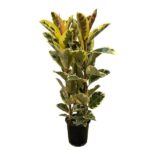 Variegated rubber plant (Ficus elastica) in a black pot with green and yellow leaves outside a white background.