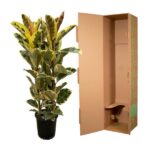 Potted variegated rubber plant beside an open brown cardboard plant shipping box.