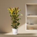 Tall variegated rubber plant in a white pot placed on a beige carpet next to a wall shelf with a laptop and books in a modern interior.