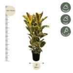 Tall variegated potted plant with a height of 150–170 cm and a 28 cm diameter, shown with care icons for half shade or shade and weekly watering.