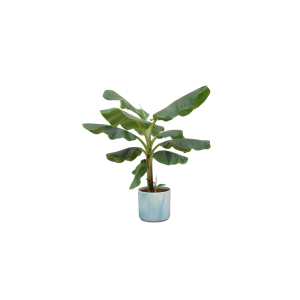 Banana plant in a blue ceramic pot with broad green leaves.