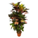 Croton houseplant with multicolored red, green, and yellow leaves in a small terracotta pot