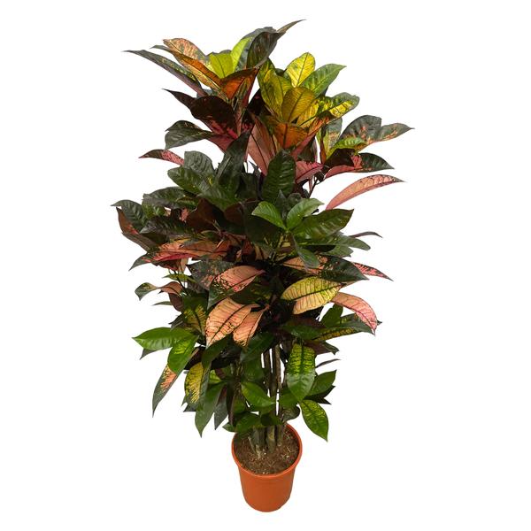 Croton houseplant with multicolored red, green, and yellow leaves in a small terracotta pot