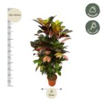 Croton plant in pot, height 120–140 cm, diameter 21 cm; care: half shade and weekly watering.