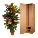 Croton plant in a pot beside an open tall cardboard wardrobe moving box.