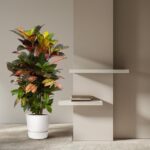 Tall potted croton plant with colorful leaves in a white pot, next to a beige wall and white floating shelves with a small stack of books.