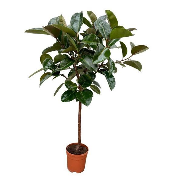 Small potted tree with dark green glossy leaves in a terracotta pot.