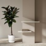 Potted rubber plant beside a beige wall with two white floating shelves and a small stack of books on the lower shelf.
