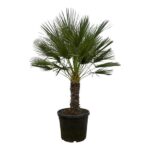 Young fan palm tree in a black plastic pot, isolated on white background.
