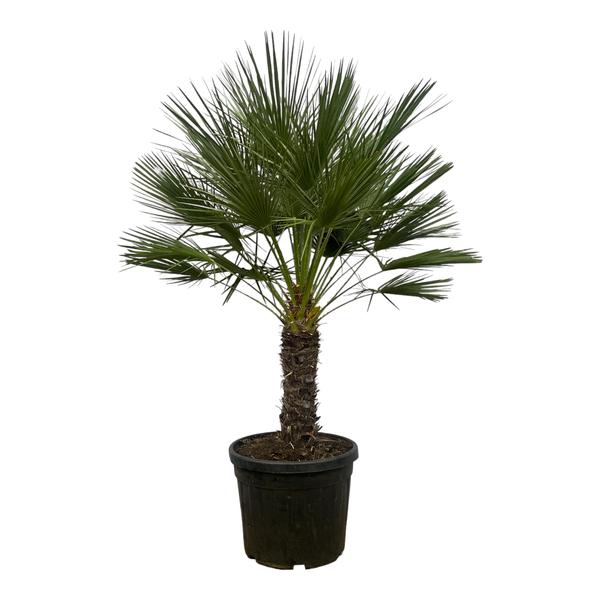 Young fan palm tree in a black plastic pot, isolated on white background.
