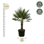 Potted palm with height scale on the left (170–190 cm) and a 45 cm pot diameter; icons indicate half shade and winter hardy.