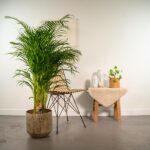 Tall potted palm beside a wicker chair and a small table with a beige cloth and decorative items in a bright indoor corner