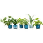 Six small houseplants in blue ceramic pots arranged in a row on a white background.