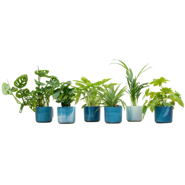 Six small houseplants in blue ceramic pots arranged in a row on a white background.