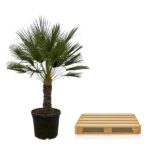 Potted palm tree beside a wooden pallet on a white background.