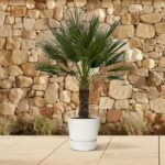 Small palm tree in a white pot on a tiled patio with a stone wall behind it.