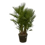 Potted palm plant with fan-shaped green fronds in a black plastic pot