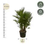 Palm in a pot with a height ruler showing 170–190 cm on the left and a 45 cm width marker below; care icons indicate half shade and winter hardy.