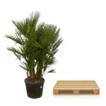 Tall potted palm plant in a black pot placed next to a light wooden pallet-style platform on a white background.