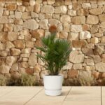 Small palm plant in a white pot on a tiled patio with a stone wall backdrop.