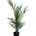 Potted palm plant with long green fronds in a black plastic pot with a small plant tag attached