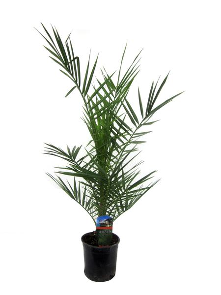 Potted palm plant with long green fronds in a black plastic pot with a small plant tag attached